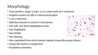 Morphology
• Gram-positive, singly, in pairs, or in a short chain of 3-4 bacteria.
• Irregular clusters of cells in 3 dimensional plane
• 1 um in diameter
• Spherical colonies in clusters in two planes.
• Cell wall- very thick peptidoglycan layer
• Non-Flagellated
• Non-Motile
• Non-Sporing
• Non-capsulated (Few strains posses capsules especially young cultures
• Grapes like clusters arrangement.
• Facultative anaerobes
 