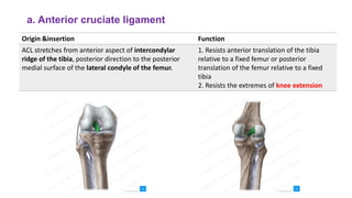 Intercondyler Ridge 1.Knee Anatomy.pdf bbbbbbbbbbbbbbbbbbbbbbbbbbbbbbbbb | PDF