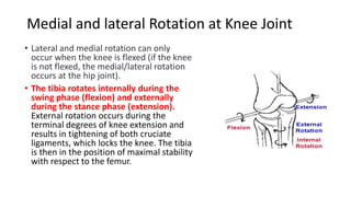 1.Knee Anatomy.pdf bbbbbbbbbbbbbbbbbbbbbbbbbbbbbbbbb | PDF
