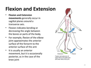 Extension Muscles Example 1.INTRODUCTORY LECTURE - TERMS AND POSITION, MUSCLES.pptx