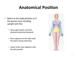 Muscle Position 1.INTRODUCTORY LECTURE - TERMS AND POSITION, MUSCLES.pptx