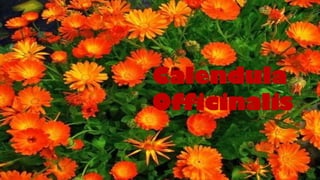 Calendula
Officinalis
 