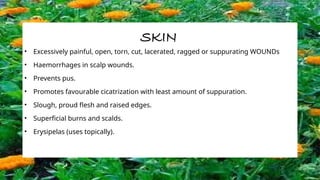 SKIN
• Excessively painful, open, torn, cut, lacerated, ragged or suppurating WOUNDs
• Haemorrhages in scalp wounds.
• Prevents pus.
• Promotes favourable cicatrization with least amount of suppuration.
• Slough, proud flesh and raised edges.
• Superficial burns and scalds.
• Erysipelas (uses topically).
 