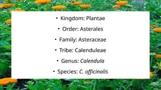 • Kingdom: Plantae
• Order: Asterales
• Family: Asteraceae
• Tribe: Calenduleae
• Genus: Calendula
• Species: C. officinalis
 
