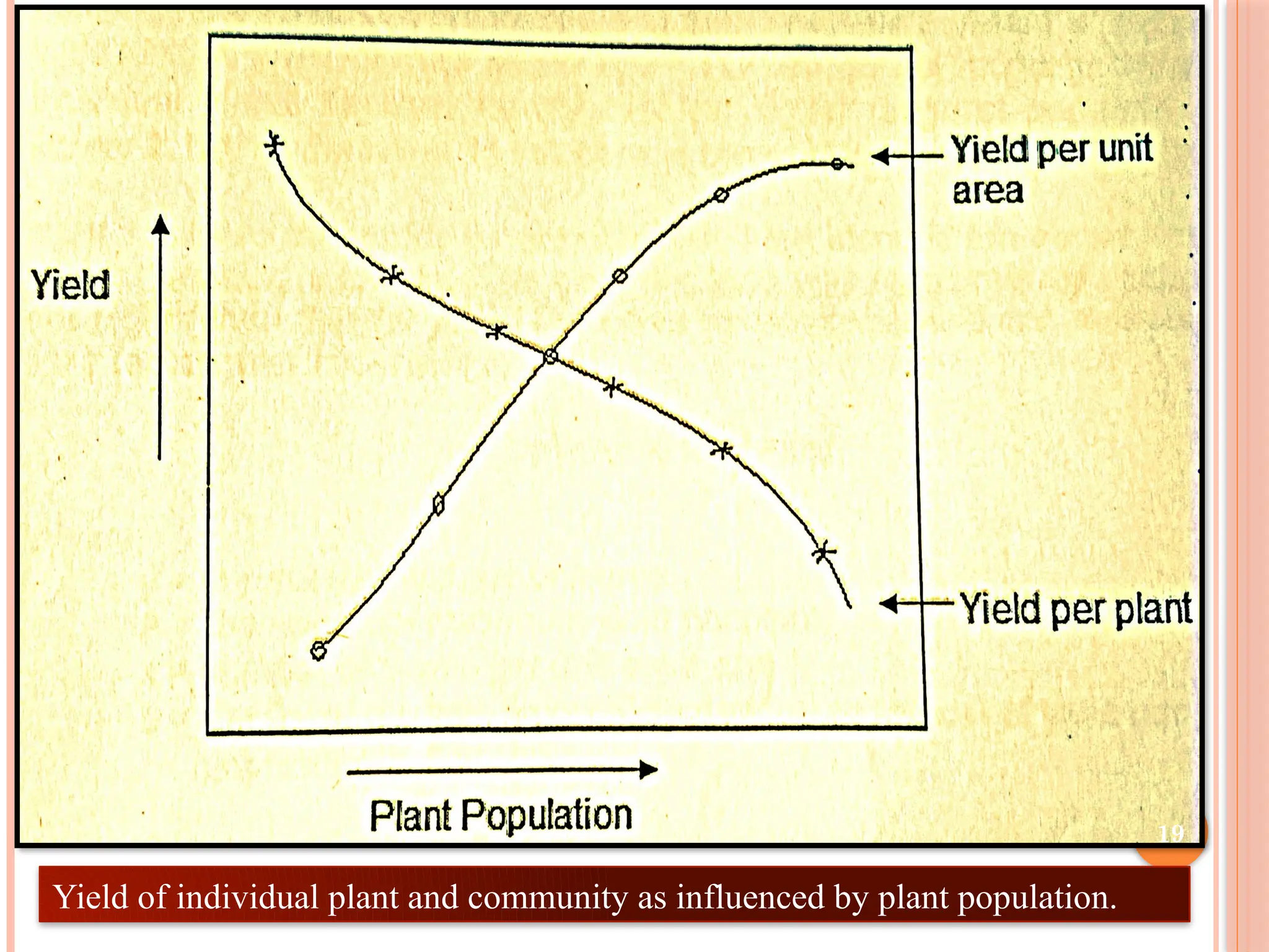 Yield of individual plant and community as influenced by plant population.
19
 