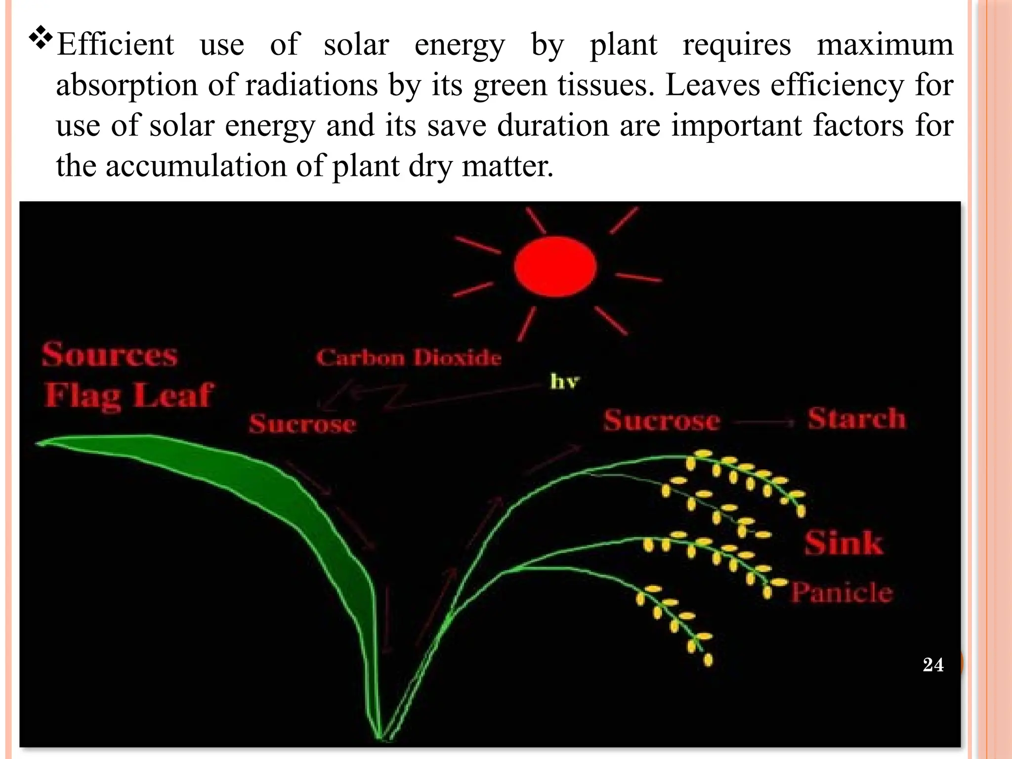 Efficient use of solar energy by plant requires maximum
absorption of radiations by its green tissues. Leaves efficiency for
use of solar energy and its save duration are important factors for
the accumulation of plant dry matter.
24
 