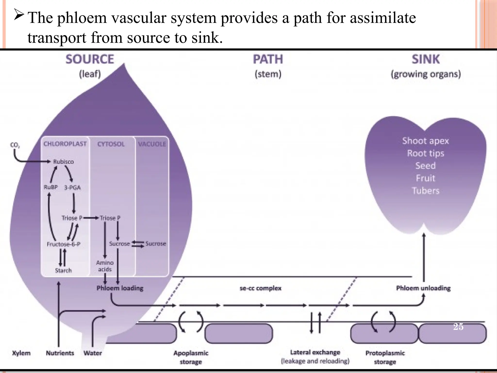 The phloem vascular system provides a path for assimilate
transport from source to sink.
25
 