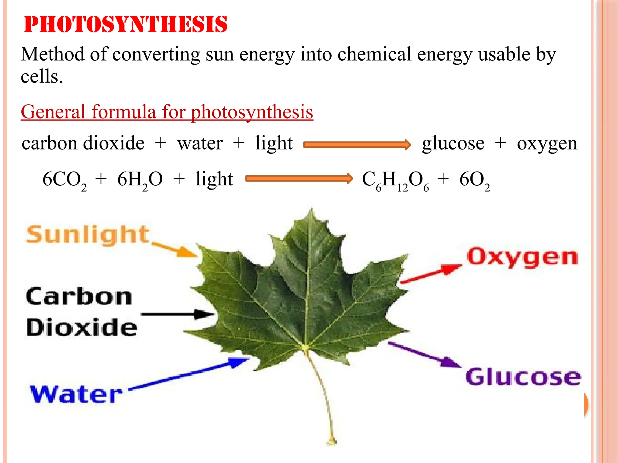 General formula for photosynthesis
carbon dioxide + water + light glucose + oxygen
6CO2
+ 6H2
O + light C6
H12
O6
+ 6O2
Photosynthesis
Method of converting sun energy into chemical energy usable by
cells.
33
 