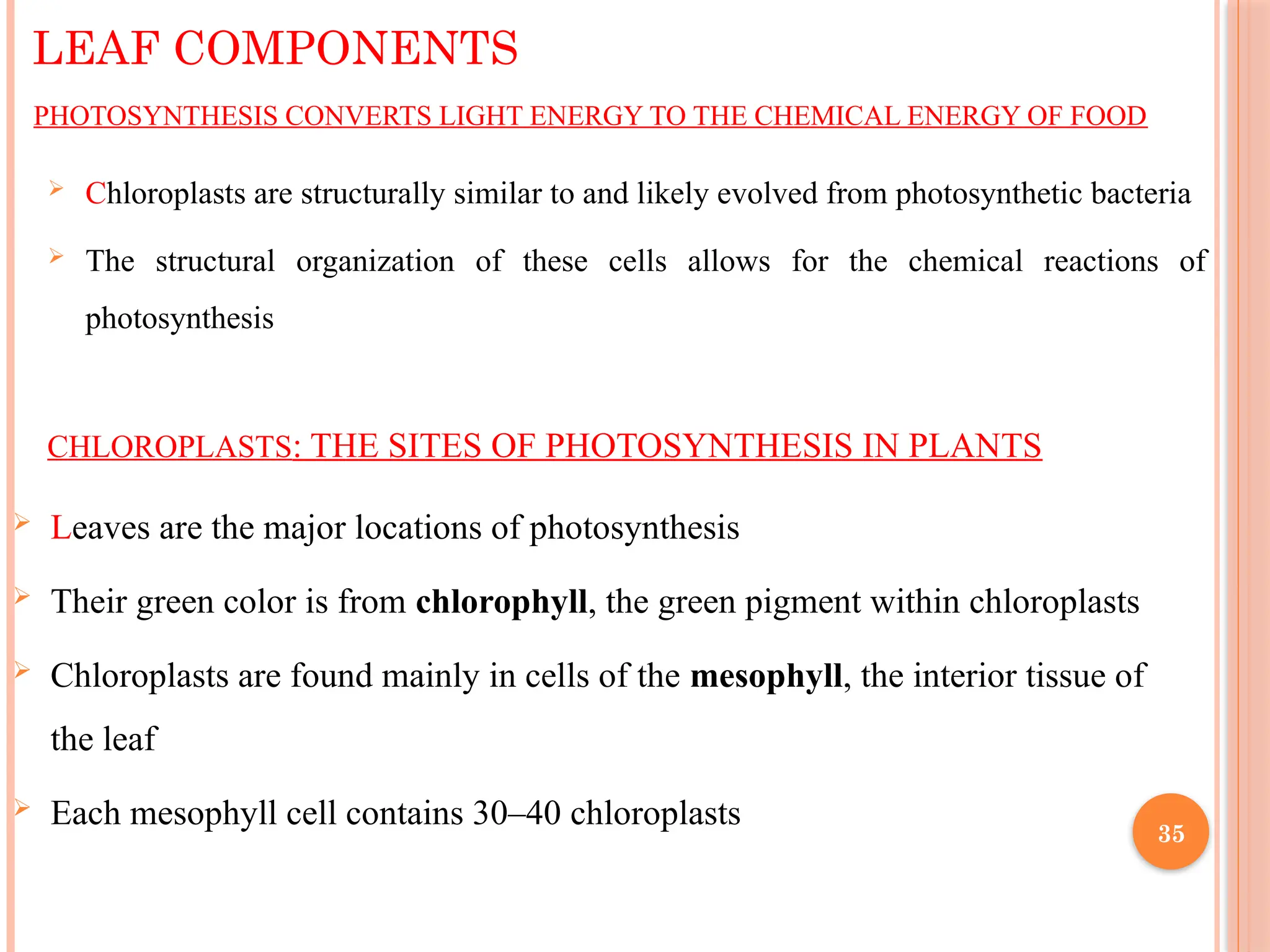 PHOTOSYNTHESIS CONVERTS LIGHT ENERGY TO THE CHEMICAL ENERGY OF FOOD
 Chloroplasts are structurally similar to and likely evolved from photosynthetic bacteria
 The structural organization of these cells allows for the chemical reactions of
photosynthesis
LEAF COMPONENTS
CHLOROPLASTS: THE SITES OF PHOTOSYNTHESIS IN PLANTS
 Leaves are the major locations of photosynthesis
 Their green color is from chlorophyll, the green pigment within chloroplasts
 Chloroplasts are found mainly in cells of the mesophyll, the interior tissue of
the leaf
 Each mesophyll cell contains 30–40 chloroplasts
35
 