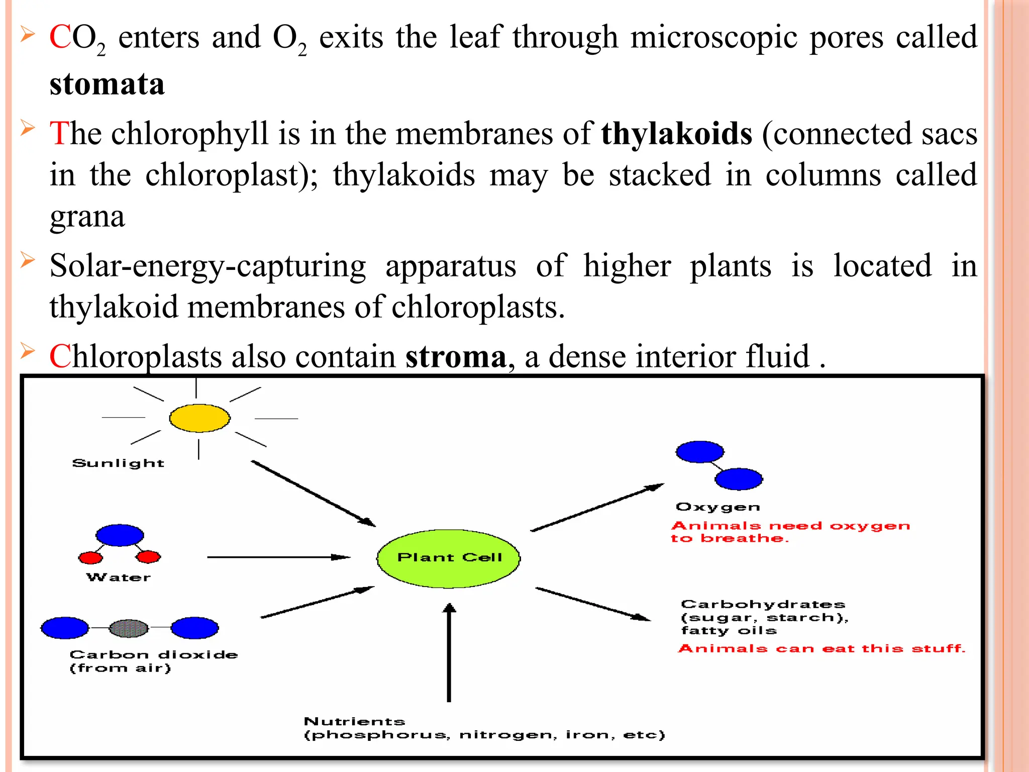  CO2 enters and O2 exits the leaf through microscopic pores called
stomata
 The chlorophyll is in the membranes of thylakoids (connected sacs
in the chloroplast); thylakoids may be stacked in columns called
grana
 Solar-energy-capturing apparatus of higher plants is located in
thylakoid membranes of chloroplasts.
 Chloroplasts also contain stroma, a dense interior fluid .
36
 