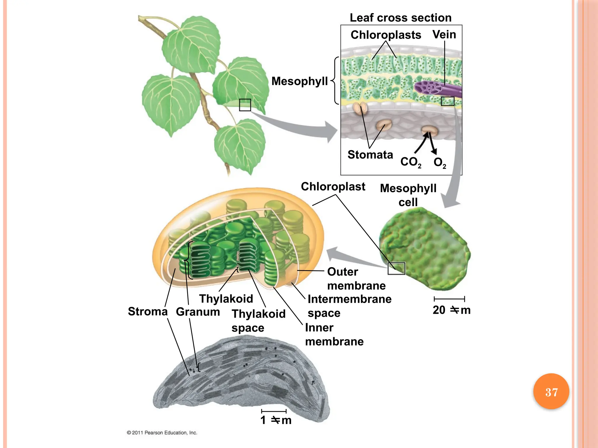 Mesophyll
Leaf cross section
Chloroplasts Vein
Stomata
Chloroplast Mesophyll
cell
CO2 O2
20 m
Outer
membrane
Intermembrane
space
Inner
membrane
1 m
Thylakoid
space
Thylakoid
Granum
Stroma
37
 