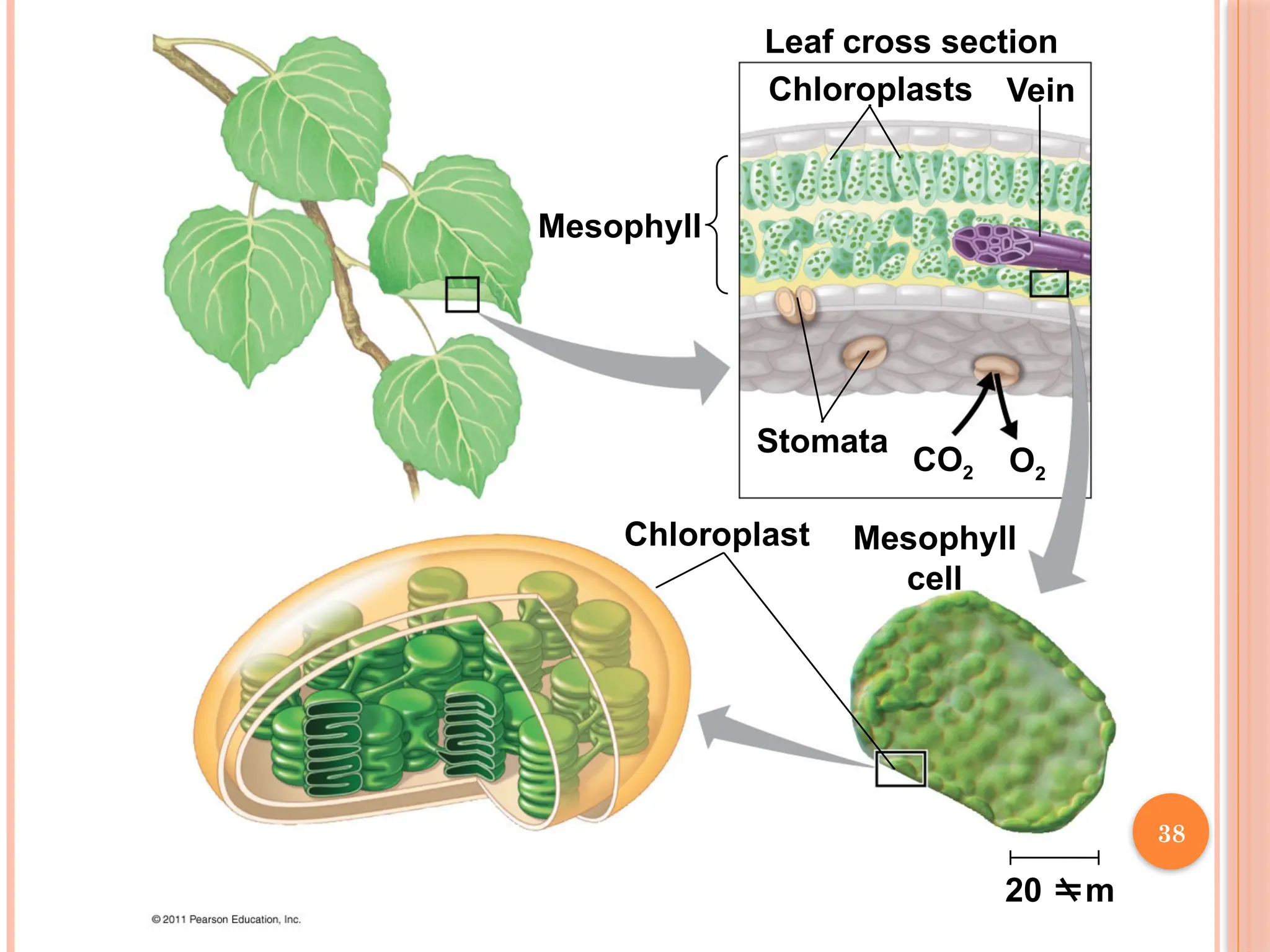 Mesophyll
Leaf cross section
Chloroplasts Vein
Stomata
Chloroplast Mesophyll
cell
CO2 O2
20 m
38
 