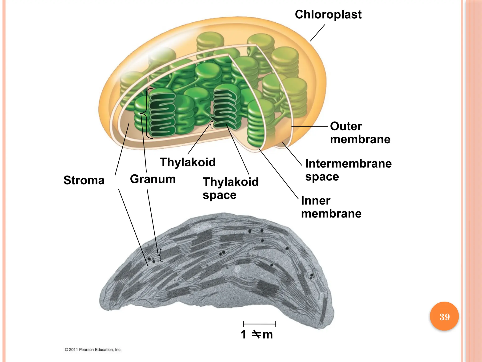 Outer
membrane
Intermembrane
space
Inner
membrane
1 m
Thylakoid
space
Thylakoid
Granum
Stroma
Chloroplast
39
 