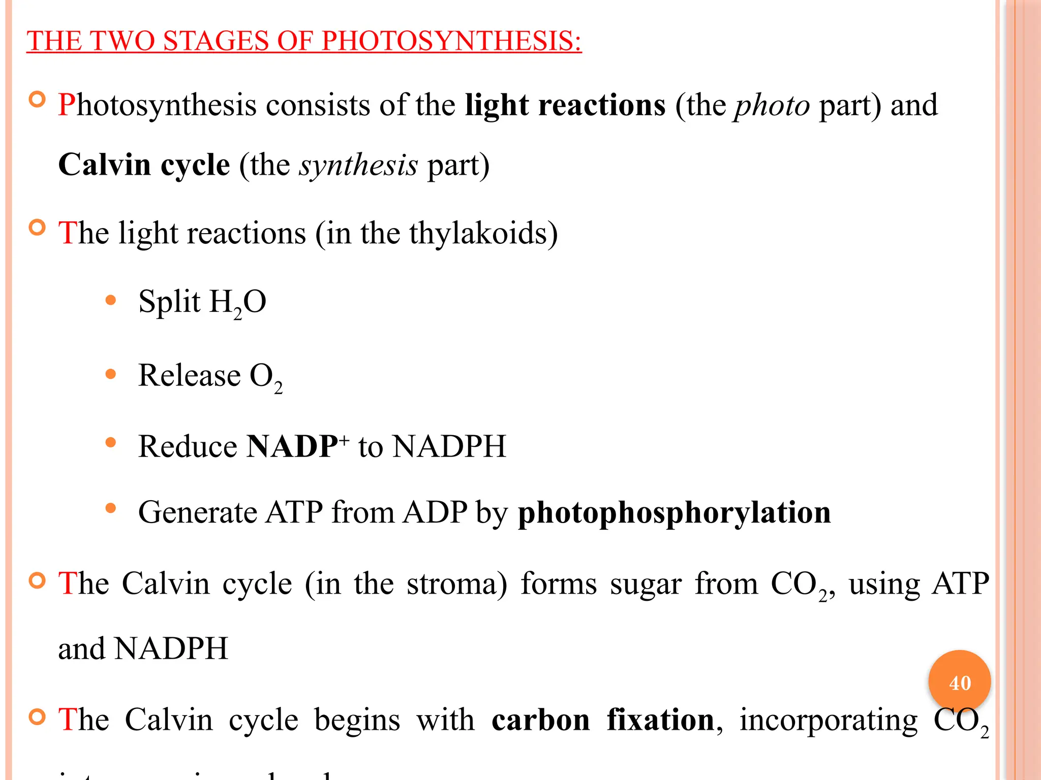 THE TWO STAGES OF PHOTOSYNTHESIS:
 Photosynthesis consists of the light reactions (the photo part) and
Calvin cycle (the synthesis part)
 The light reactions (in the thylakoids)
 Split H2O
 Release O2
 Reduce NADP+
to NADPH
 Generate ATP from ADP by photophosphorylation
 The Calvin cycle (in the stroma) forms sugar from CO2, using ATP
and NADPH
 The Calvin cycle begins with carbon fixation, incorporating CO2
40
 