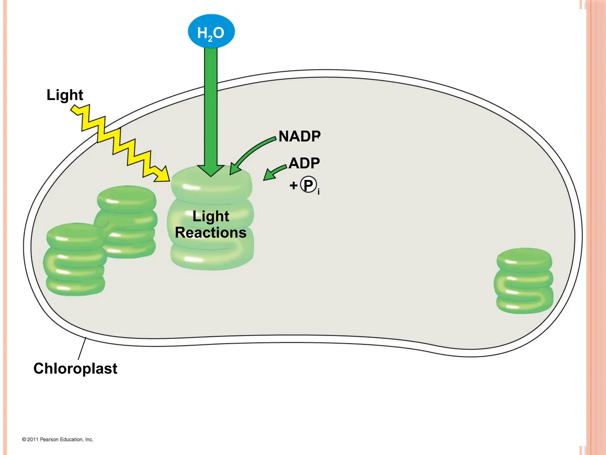 Light
Light
Reactions
Chloroplast
NADP
ADP
+ P i
H2O
41
 