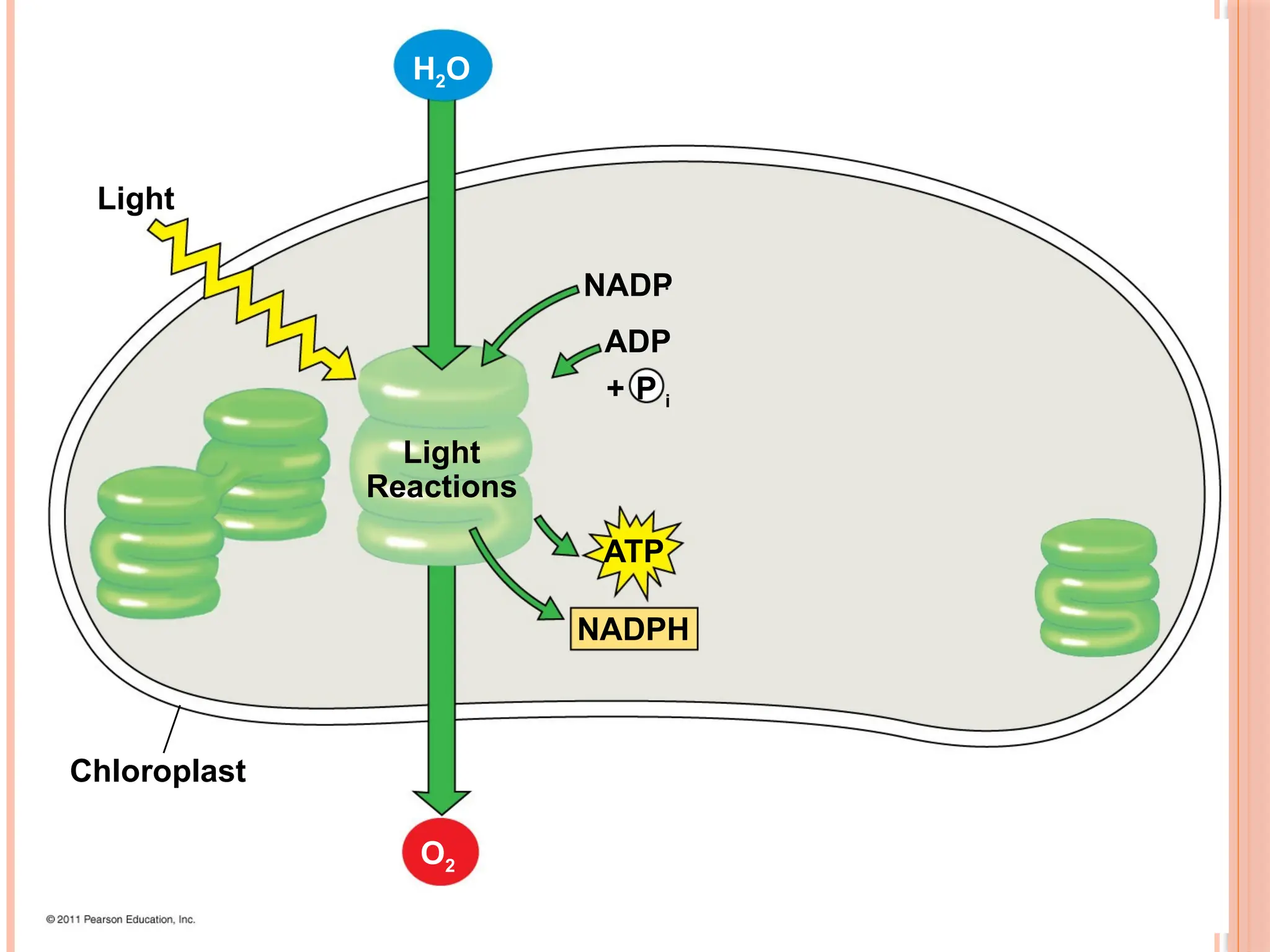 Light
Light
Reactions
Chloroplast
ATP
NADPH
NADP
ADP
+ P i
H2O
O2
42
 