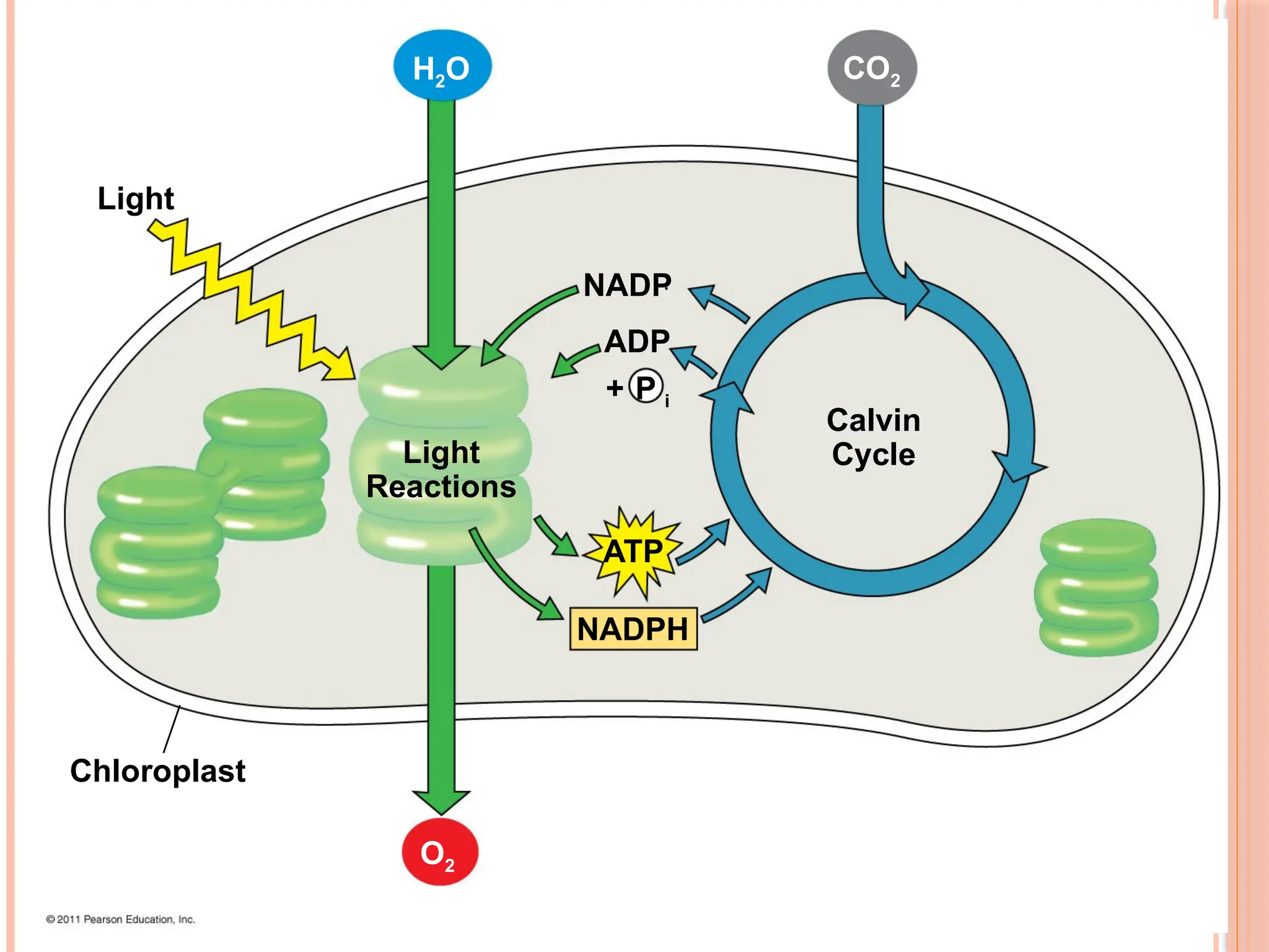 Light
Light
Reactions
Calvin
Cycle
Chloroplast
ATP
NADPH
NADP
ADP
+ P i
H2O CO2
O2
43
 