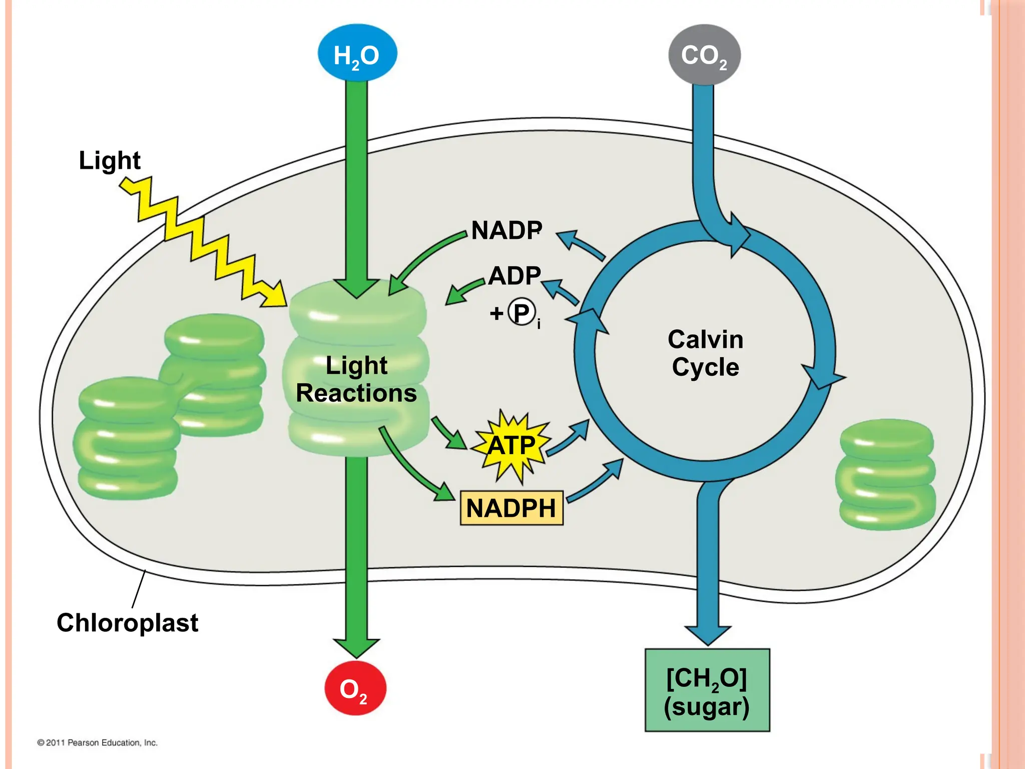 Light
Light
Reactions
Calvin
Cycle
Chloroplast
[CH2O]
(sugar)
ATP
NADPH
NADP
ADP
+ P i
H2O CO2
O2
44
 