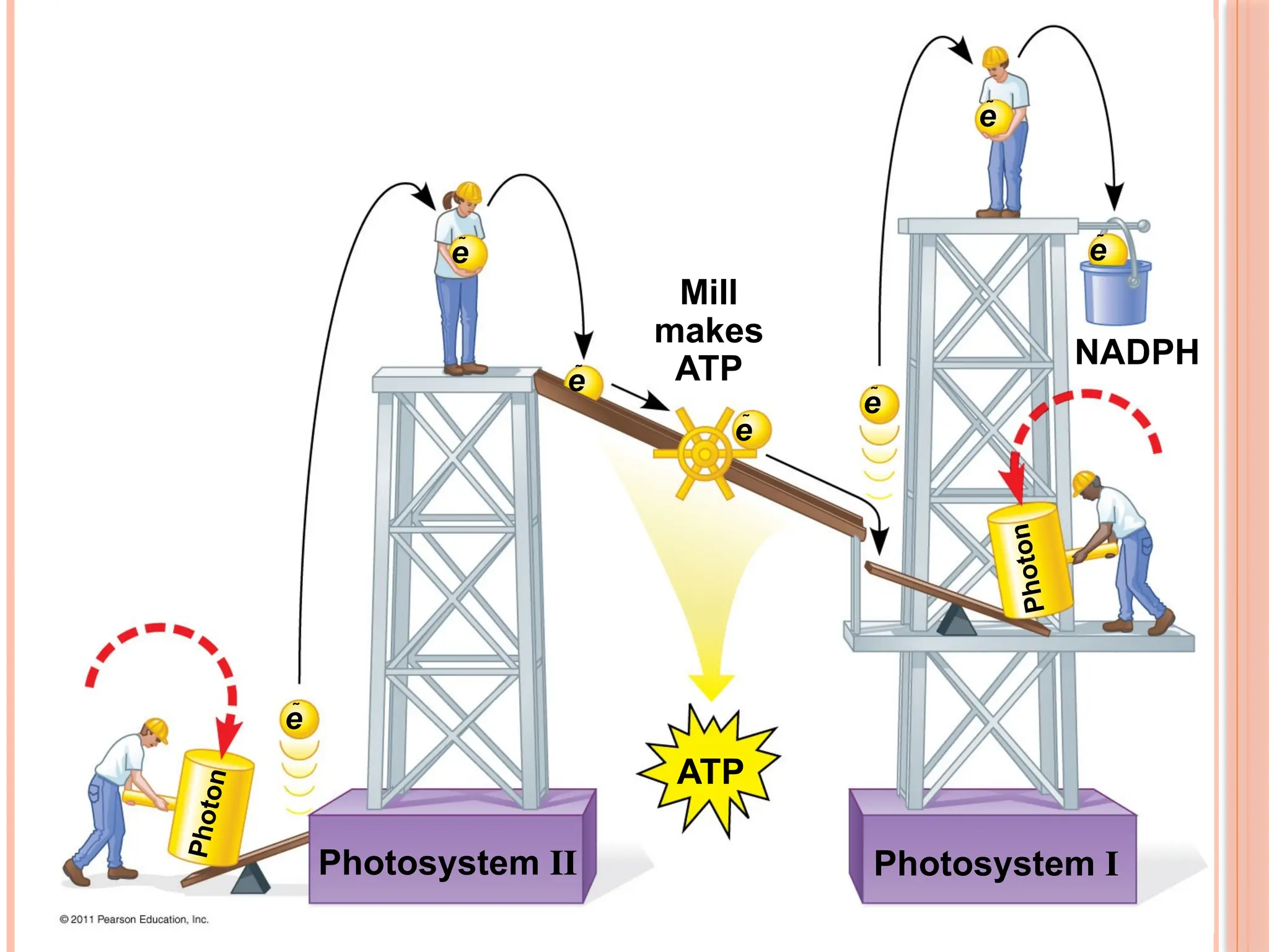 Photosystem II Photosystem I
Mill
makes
ATP
ATP
NADPH
e
e
e
e
e
e
e
P
h
o
t
o
n
P
h
o
t
o
n
47
 