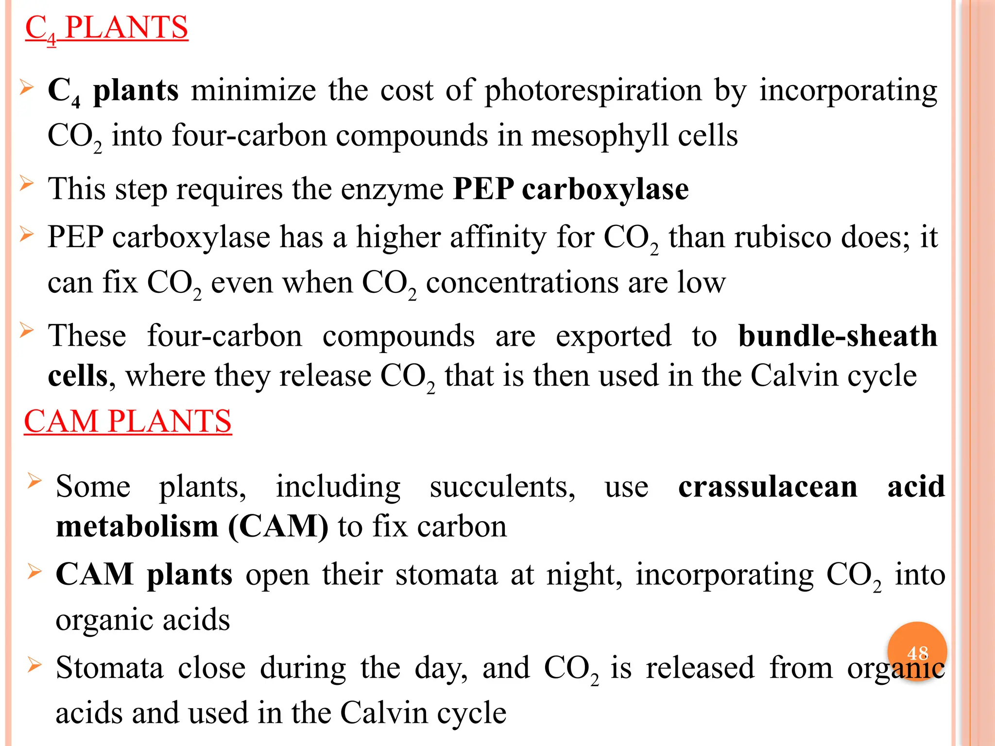 CAM PLANTS
 Some plants, including succulents, use crassulacean acid
metabolism (CAM) to fix carbon
 CAM plants open their stomata at night, incorporating CO2 into
organic acids
 Stomata close during the day, and CO2 is released from organic
acids and used in the Calvin cycle
C4 PLANTS
 C4 plants minimize the cost of photorespiration by incorporating
CO2 into four-carbon compounds in mesophyll cells
 This step requires the enzyme PEP carboxylase
 PEP carboxylase has a higher affinity for CO2 than rubisco does; it
can fix CO2 even when CO2 concentrations are low
 These four-carbon compounds are exported to bundle-sheath
cells, where they release CO2 that is then used in the Calvin cycle
48
 
