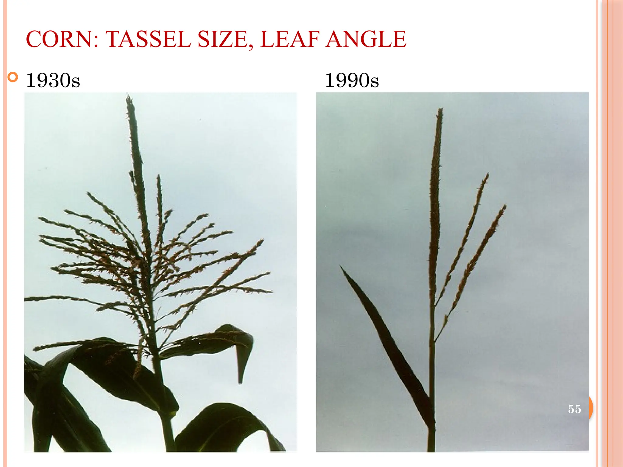 CORN: TASSEL SIZE, LEAF ANGLE
 1930s 1990s
55
 