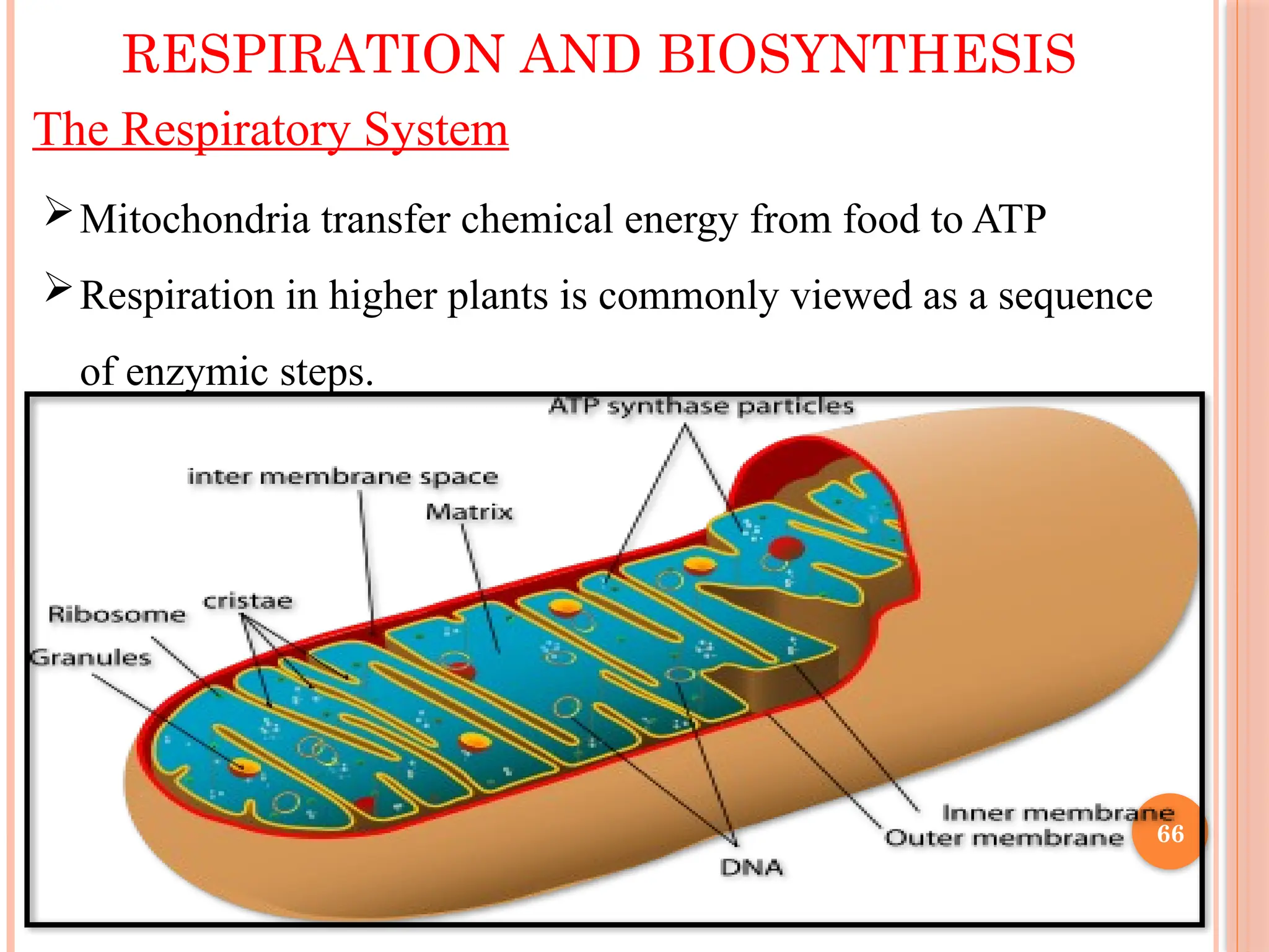 The Respiratory System
Mitochondria transfer chemical energy from food to ATP
Respiration in higher plants is commonly viewed as a sequence
of enzymic steps.
RESPIRATION AND BIOSYNTHESIS
66
 