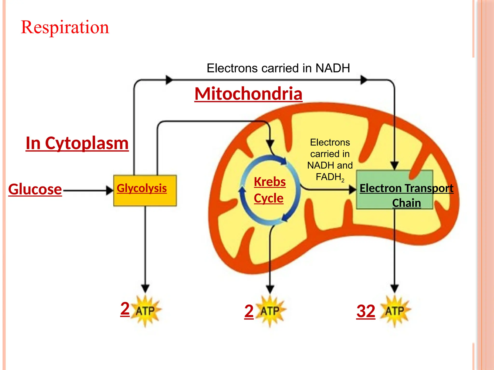 Glucose Glycolysis Electron Transport
Chain
2
Krebs
Cycle
Mitochondria
In Cytoplasm
2 32
Electrons carried in NADH
Electrons
carried in
NADH and
FADH2
Respiration
70
 
