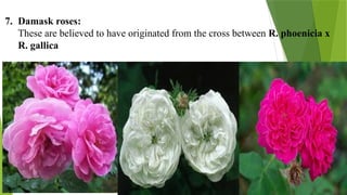 Believed Roses Production Technology of Rose/ Packege ofPractices of Rose | PPTX
