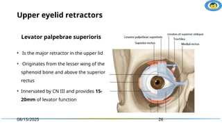 Normal Levator Function Eyelid Anatomy and physiology with clical | PPTX