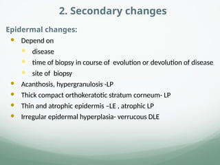 2. Secondary changes
Epidermal changes:
 Depend on
 disease
 time of biopsy in course of evolution or devolution of disease
 site of biopsy
 Acanthosis, hypergranulosis -LP
 Thick compact orthokeratotic stratum corneum- LP
 Thin and atrophic epidermis –LE , atrophic LP
 Irregular epidermal hyperplasia- verrucous DLE
 