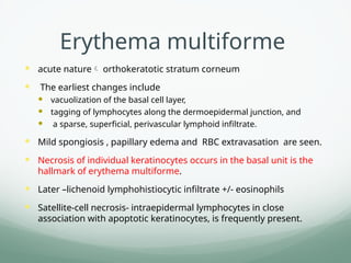 Erythema multiforme
 acute nature orthokeratotic stratum corneum
 The earliest changes include
 vacuolization of the basal cell layer,
 tagging of lymphocytes along the dermoepidermal junction, and
 a sparse, superficial, perivascular lymphoid infiltrate.
 Mild spongiosis , papillary edema and RBC extravasation are seen.
 Necrosis of individual keratinocytes occurs in the basal unit is the
hallmark of erythema multiforme.
 Later –lichenoid lymphohistiocytic infiltrate +/- eosinophils
 Satellite-cell necrosis- intraepidermal lymphocytes in close
association with apoptotic keratinocytes, is frequently present.
 
