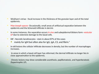  Wickham's striae - focal increase in the thickness of the granular layer and of the total
epidermis.
 Max-Joseph spaces- Occasionally, small areas of artifactual separation between the
epidermis and the lichenoid infiltrate in dermis
 In some instances, the separation occurs in vivo and subepidermal blisters form -vesicular
LP-due to extensive damage to the basal cells.
 DIF : Necrotic keratinocytes - stain in about 87% of the cases
 mainly for IgM but often also for IgG, IgA, C3, and fibrin.”
 In old lesions the cellular infiltrate decreases in density, but the number of macrophages
increases.
 In areas in which a basal cell layer has reformed, the dermal infiltrate no longer lies in
close approximation to the epidermis.
 Chronic lesions may show considerable acanthosis, papillomatosis, and hyperkeratosis
(hypertrophic LP).
 