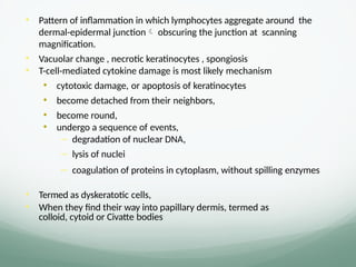 • Pattern of inflammation in which lymphocytes aggregate around the
dermal-epidermal junction obscuring the junction at scanning
magnification.
• Vacuolar change , necrotic keratinocytes , spongiosis
• T-cell-mediated cytokine damage is most likely mechanism
• cytotoxic damage, or apoptosis of keratinocytes
• become detached from their neighbors,
• become round,
• undergo a sequence of events,
– degradation of nuclear DNA,
– lysis of nuclei
– coagulation of proteins in cytoplasm, without spilling enzymes
• Termed as dyskeratotic cells,
• When they find their way into papillary dermis, termed as
colloid, cytoid or Civatte bodies
 