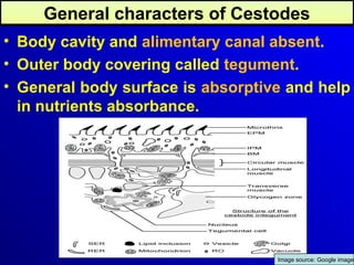 1._General Cestodes (Tapeworms/Platyhelminthes).ppt