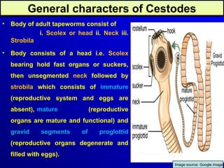 1._General Cestodes (Tapeworms/Platyhelminthes).ppt