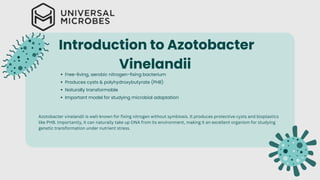 Induction of Transformation Competence in Azotobacter vinelandii Iron ...