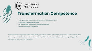 Induction of Transformation Competence in Azotobacter vinelandii Iron ...