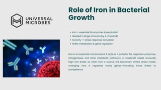 Induction of Transformation Competence in Azotobacter vinelandii Iron ...