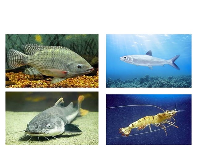 1. EPP-FISH RAISING.pptxforgrade6lessosns | PPTX