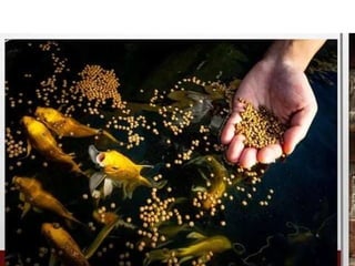 1. EPP-FISH RAISING.pptxforgrade6lessosns | PPTX