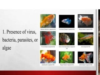 1. EPP-FISH RAISING.pptxforgrade6lessosns | PPTX