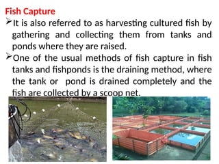 1. EPP-FISH RAISING.pptxforgrade6lessosns | PPTX