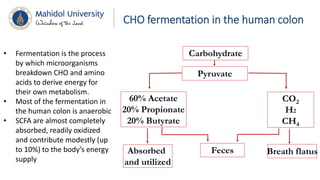 1. NUFN 664 Carbohydrate 2018.pdfNNBNBNBNB | PDF