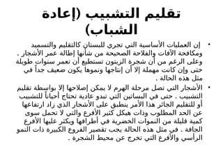 (
‫إعادة‬ ‫التشبيب‬ ‫تقليم‬
)‫الشباب‬
•
‫والتسميد‬ ‫كالتقليم‬ ‫للبستان‬ ‫تجري‬ ‫التي‬ ‫األساسية‬ ‫العمليات‬ ‫إن‬
. ‫األشجار‬ ‫عمر‬ ‫إطالة‬ ‫شأنها‬ ‫من‬ ‫الصحيحة‬ ‫والفالحة‬ ‫اآلفات‬ ‫ومكافحة‬
‫طويلة‬ ‫سنوات‬ ‫تعمر‬ ‫أن‬ ‫تستطيع‬ ‫الزيتون‬ ‫شجرة‬ ‫أن‬ ‫من‬ ‫الرغم‬ ‫وعلى‬
‫في‬ ً‫جدا‬ ‫ضعيف‬ ‫يكون‬ ‫ونموها‬ ‫إنتاجها‬ ‫أن‬ ‫إال‬ ‫مهملة‬ ‫كانت‬ ‫وإن‬ ‫حتى‬
. ‫الحالة‬ ‫هذه‬ ‫مثل‬
•
‫تقليم‬ ‫بواسطة‬ ‫إال‬ ‫إصالحها‬ ‫يمكن‬ ‫ال‬ ‫الهرم‬ ‫مرحلة‬ ‫تصل‬ ‫التي‬ ‫األشجار‬
.
‫للتشبيب‬ ً‫أحيانا‬ ‫تحتاج‬ ‫عادية‬ ‫تبدو‬ ‫التي‬ ‫البساتين‬ ‫في‬ ‫حتى‬ ‫التشبيب‬
‫ارتفاعها‬ ‫زاد‬ ‫الذي‬ ‫األشجار‬ ‫على‬ ‫ينطبق‬ ‫األمر‬ ‫هذا‬ ‫الجائر‬ ‫للتقليم‬ ‫أو‬
‫سوى‬ ‫تحمل‬ ‫ال‬ ‫والتي‬ ‫األفرع‬ ‫كثير‬ ‫هيكل‬ ‫وذات‬ ‫المطلوب‬ ‫الحد‬ ‫عن‬
‫األفرع‬ ‫عليها‬ ‫ويكثر‬ ‫أطرافها‬ ‫في‬ ‫الخضرية‬ ‫النموات‬ ‫من‬ ‫قليلة‬ ‫كمية‬
.
‫النمو‬ ‫ذات‬ ‫الكبيرة‬ ‫الفروع‬ ‫تقصير‬ ‫يجب‬ ‫الحالة‬ ‫هذه‬ ‫مثل‬ ‫في‬ ‫الجافة‬
. ‫الشجرة‬ ‫محيط‬ ‫عن‬ ‫تخرج‬ ‫التي‬ ‫واألفرع‬ ‫الرأسي‬
 