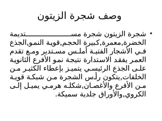 ‫الزيتون‬ ‫شجرة‬ ‫وصف‬
•
‫تديمة‬ ‫مس‬ ‫شجرة‬ ‫الزيتون‬ ‫شجرة‬
, , , ,
‫الجذع‬ ‫النمو‬ ‫قوية‬ ‫الحجم‬ ‫بيرة‬‫ك‬ ‫معمرة‬ ‫الخضرة‬
‫تقدم‬ ‫ع‬ ‫وم‬ ‫تدير‬ ‫مس‬ ‫س‬ ‫أمل‬ ‫ة‬ ‫الفتي‬ ‫األشجار‬ ‫ي‬ ‫ف‬
‫الثانوية‬ ‫األفرع‬ ‫نمو‬ ‫نتيجة‬ ‫تدارة‬‫االس‬ ‫يفقد‬ ‫العمر‬
‫ن‬ ‫م‬ ‫ر‬ ‫الكثي‬ ‫بإعطاء‬ ‫ز‬ ‫يتمي‬ ‫ي‬ ‫الرئيس‬ ‫الجذع‬ ‫ى‬ ‫عل‬
,
‫ة‬ ‫قوي‬ ‫ة‬ ‫شبك‬ ‫ن‬ ‫م‬ ‫الشجرة‬ ‫س‬ ‫رأ‬ ‫يتكون‬ ‫الخلفات‬
,
‫ى‬ ‫إل‬ ‫ل‬ ‫يمي‬ ‫ي‬ ‫هرم‬ ‫ه‬ ‫شكل‬ ‫ان‬ ‫واألغص‬ ‫األفرع‬ ‫ن‬ ‫م‬
. ,
‫سميكة‬ ‫جلدية‬ ‫واألوراق‬ ‫الكروي‬
 