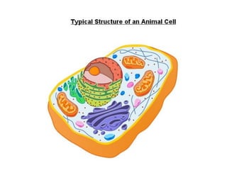 THe structure of prokaryotic and eukaryotic cell | PPTX