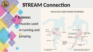 Science:
Muscles used
in running and
jumping.
STREAM Connection
 