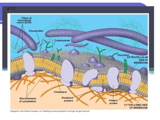 Structure of cell membrane presentations | PPTX