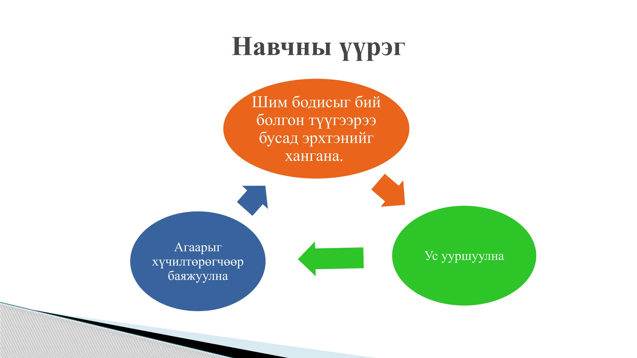 Навчны үүрэг
Шим бодисыг бий
болгон түүгээрээ
бусад эрхтэнийг
хангана.
Ус ууршуулна
Агаарыг
хүчилтөрөгчөөр
баяжуулна
 