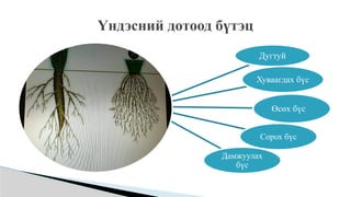 Үндэсний дотоод бүтэц
Дугтуй
Хуваагдах бүс
Өсөх бүс
Сорох бүс
Дамжуулах
бүс
 